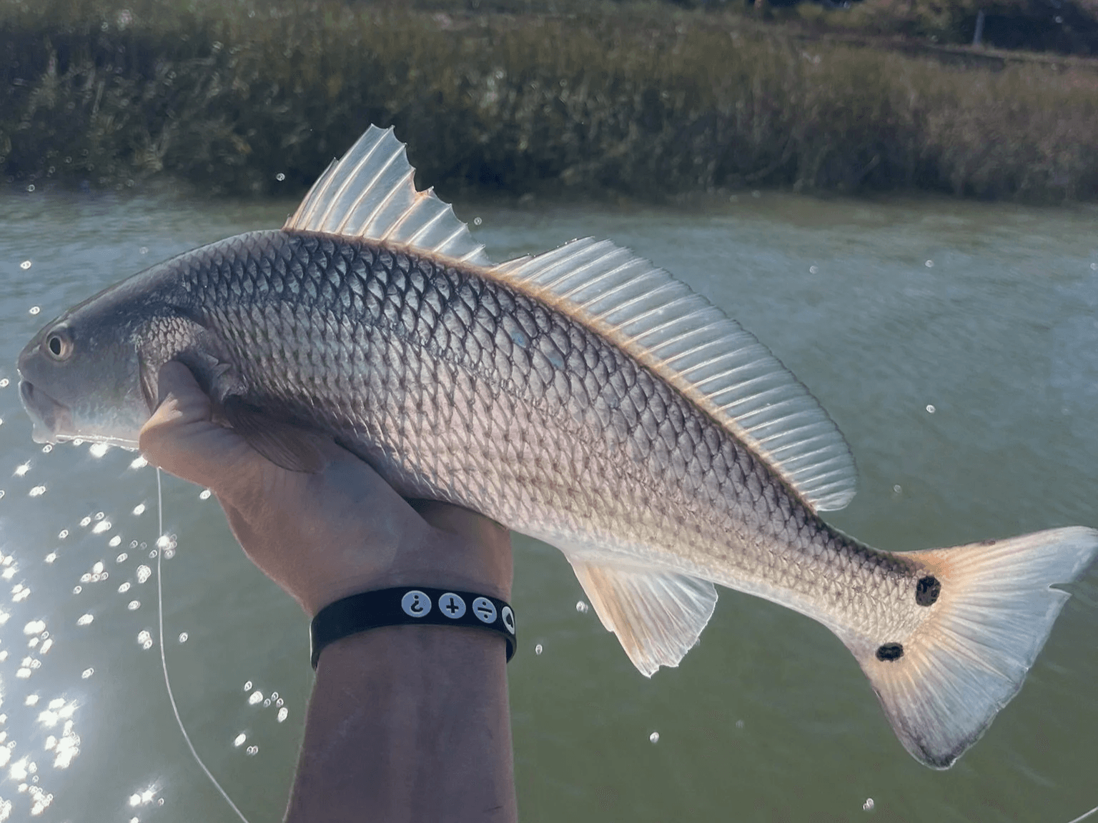 Charleston, SC inshore fishing charter at sunset with Palmetto Tide Charters